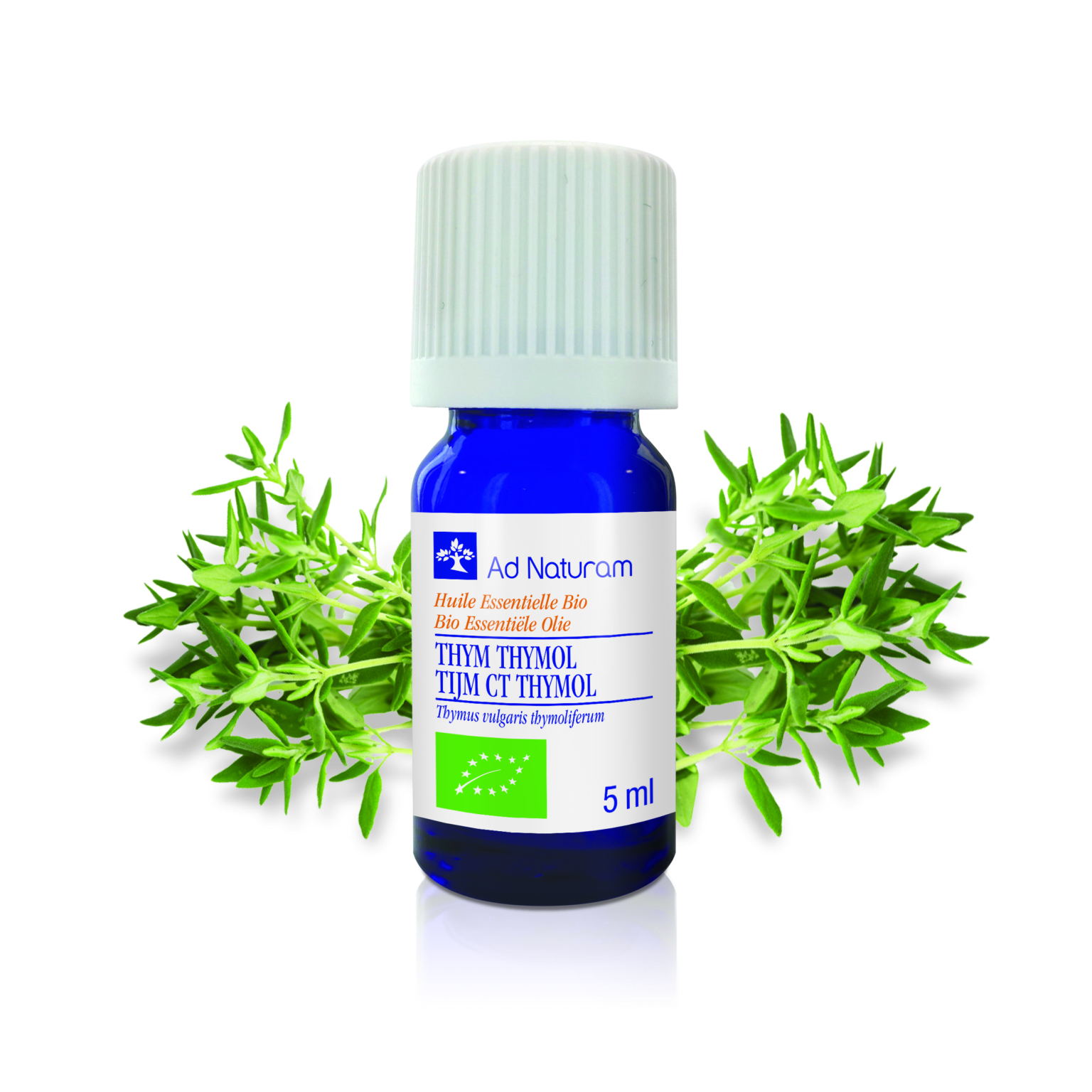 Thym à thymol