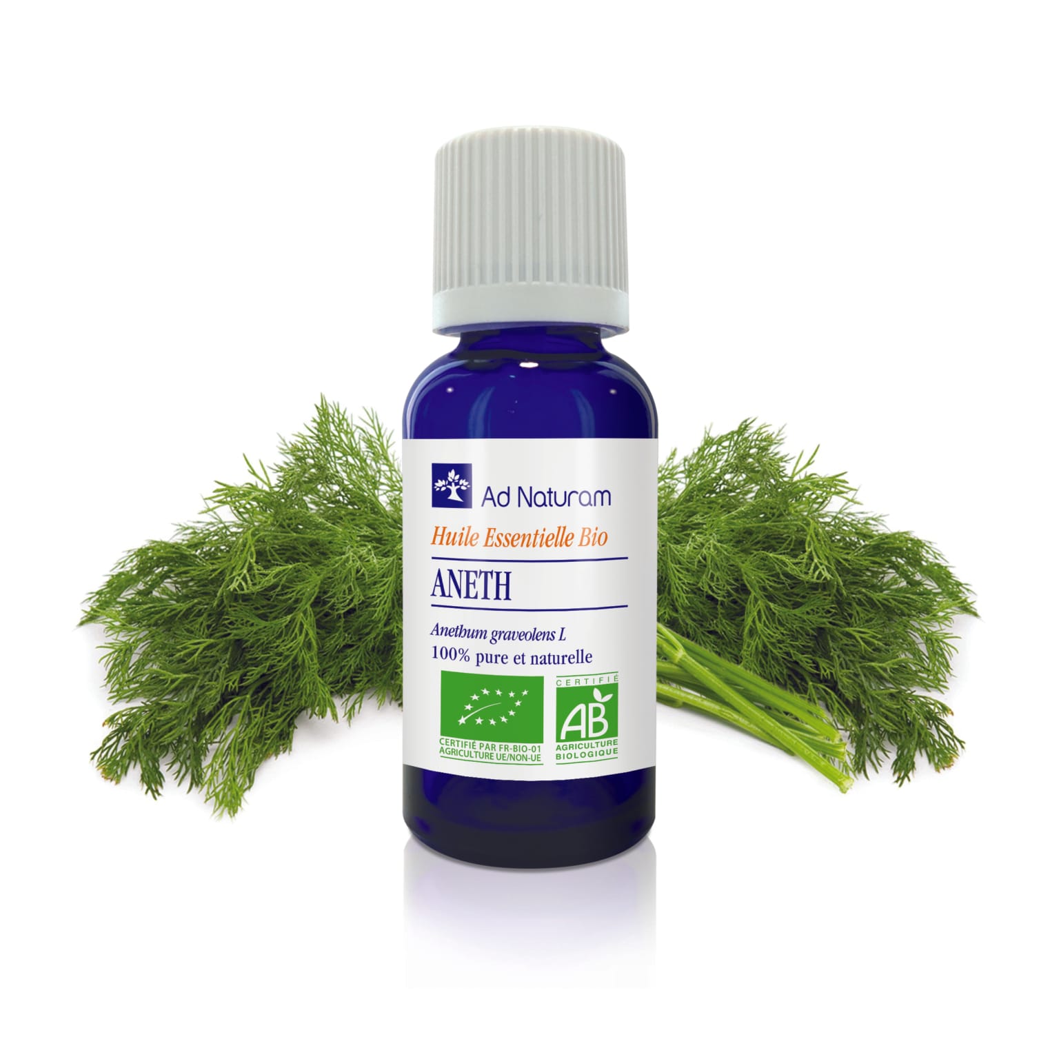 Aneth herbes