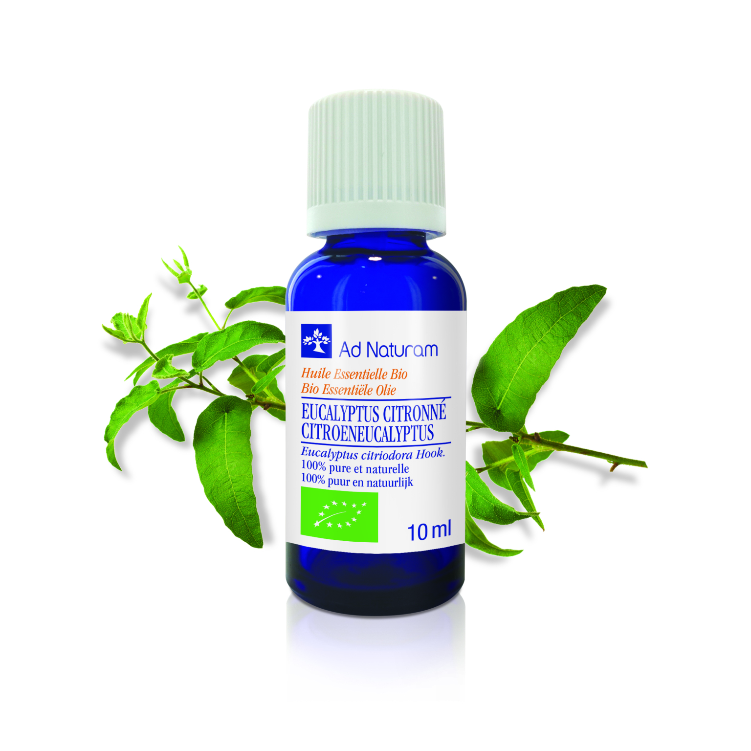 Eucalyptus citronné