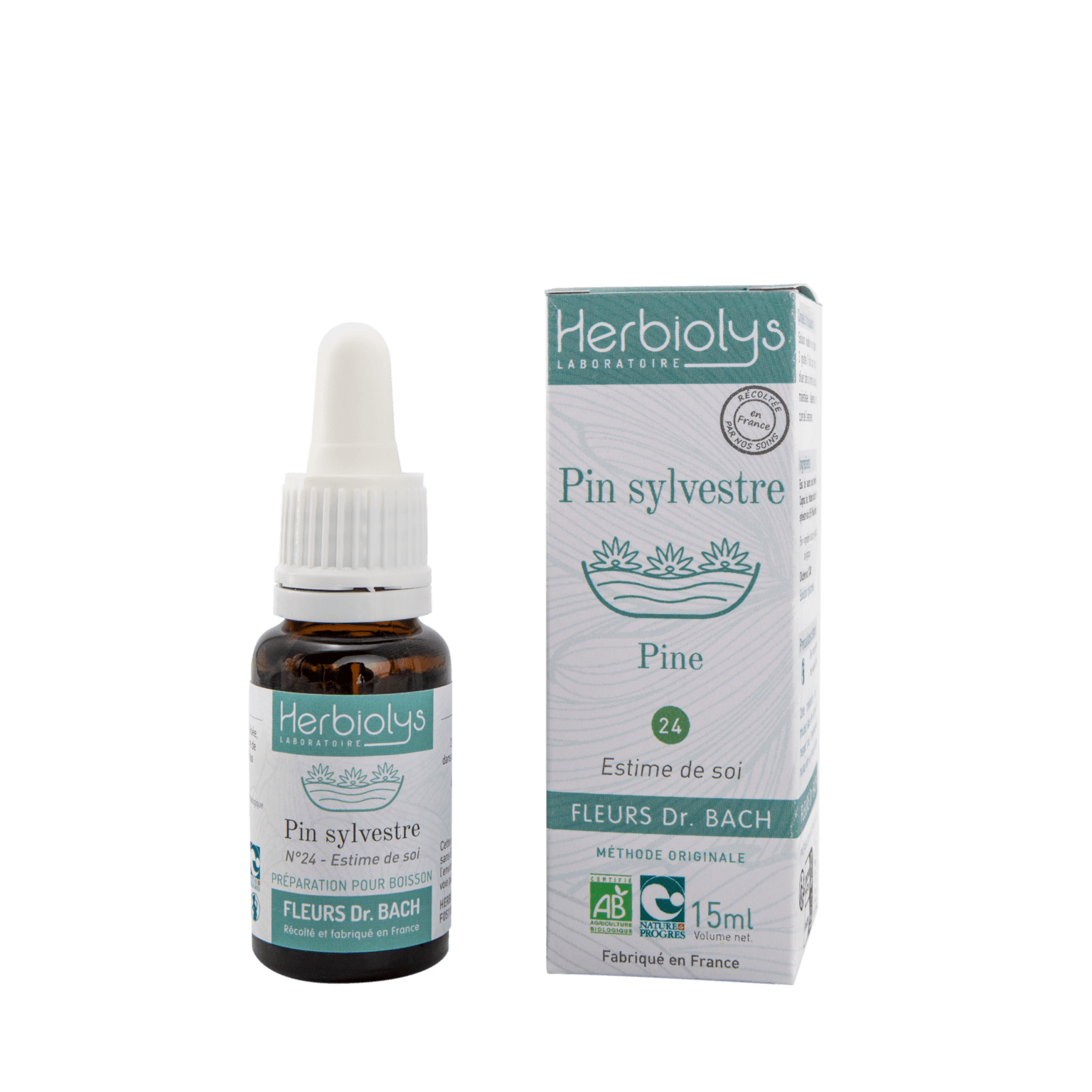 Pin sylvestre n°24 - Pine