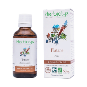 Platane – Bourgeons