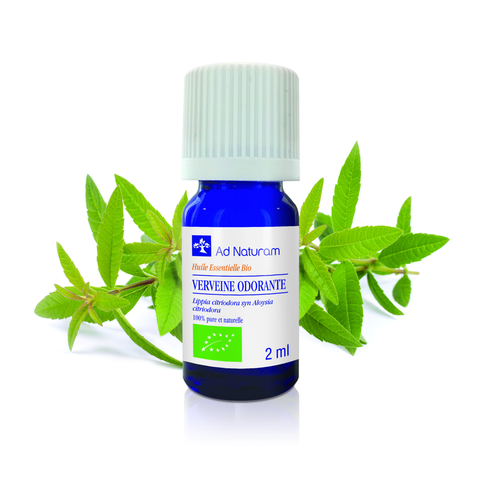 Verveine odorante