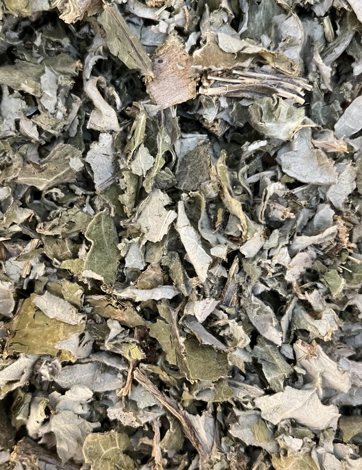 Artichaut - Feuilles coupées
