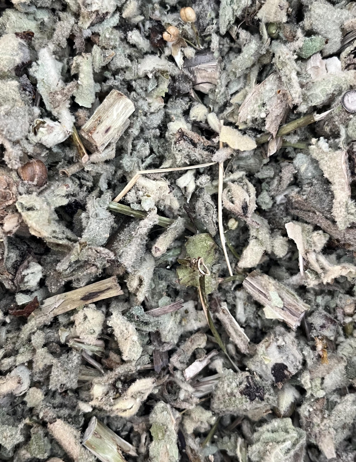 Bouillon blanc - Sommités fleuries