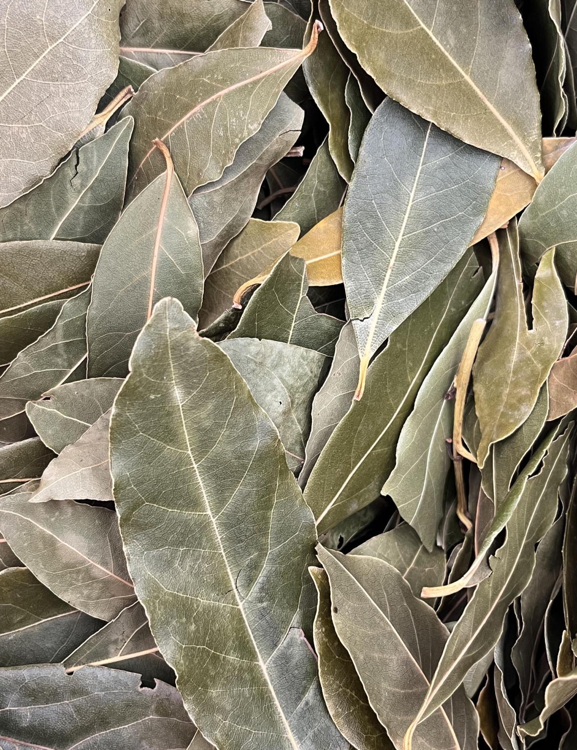 Laurier noble - Feuilles
