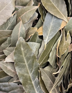 Laurier noble – Feuilles