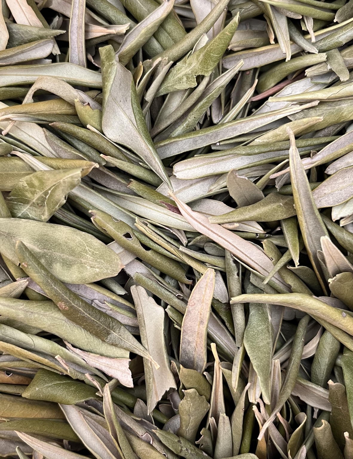 Olivier - Feuilles