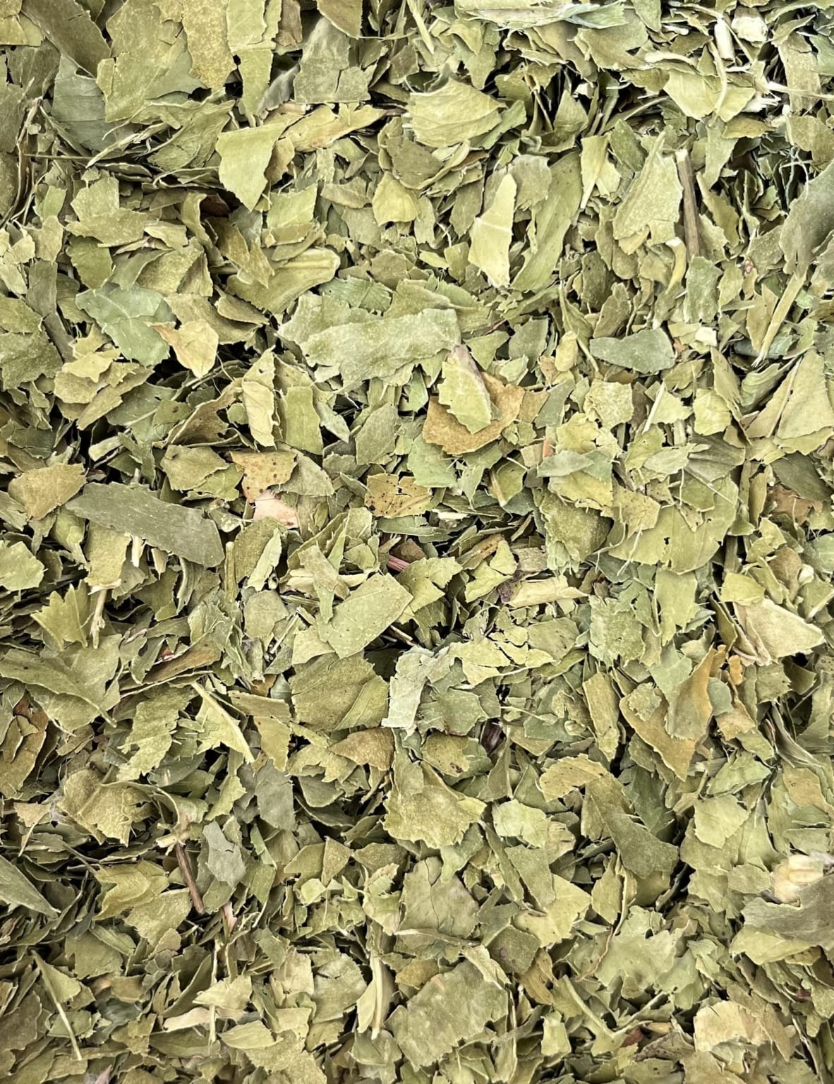 Oranger bigaradier - Feuilles coupées