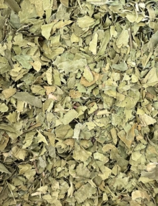 Oranger bigaradier – Feuilles coupées