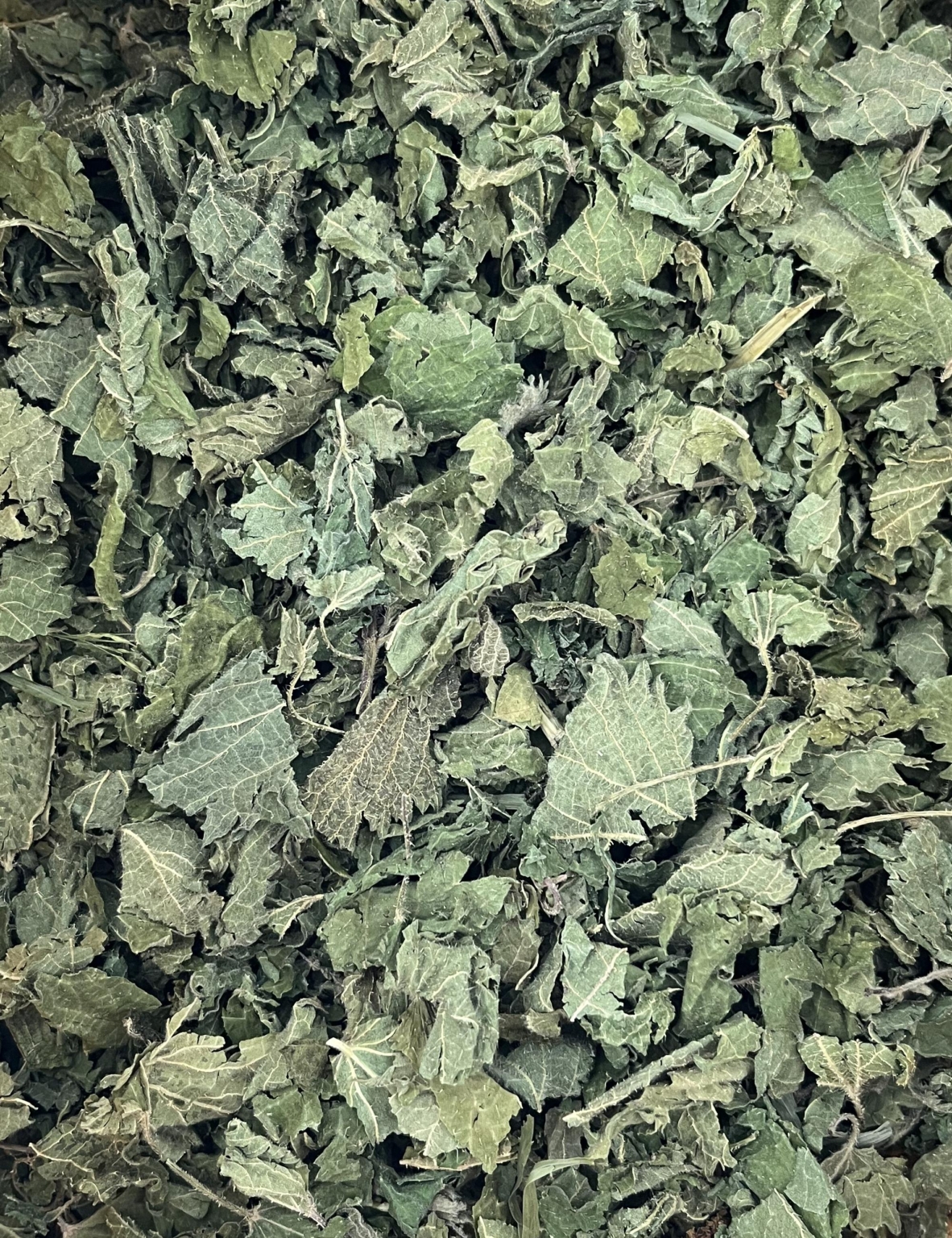 Ortie piquante - Feuilles