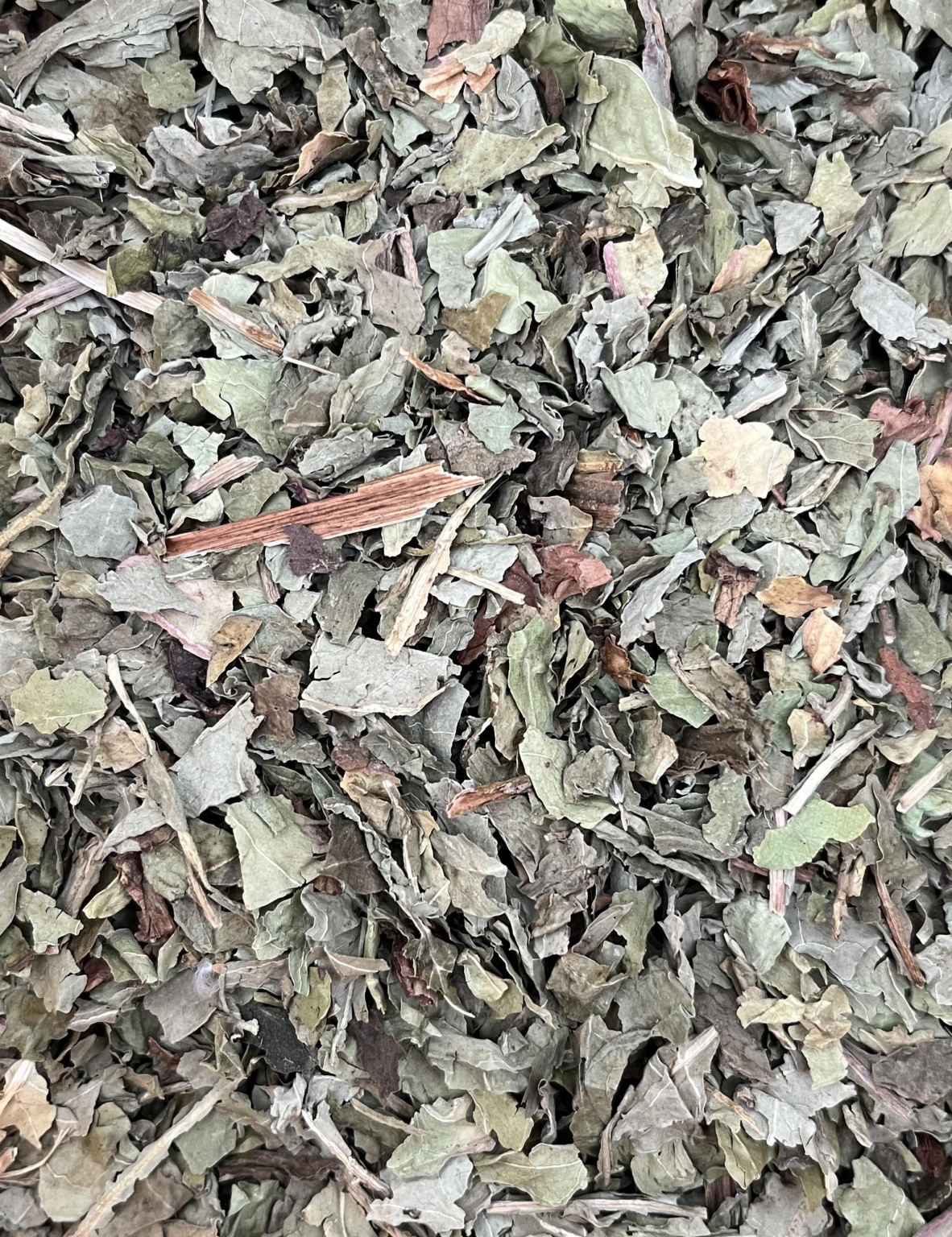 Pissenlit - Feuilles