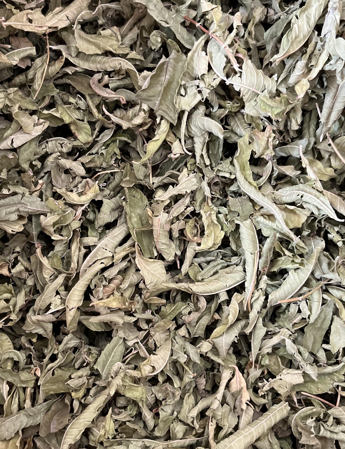 Verveine citronnée - Feuilles