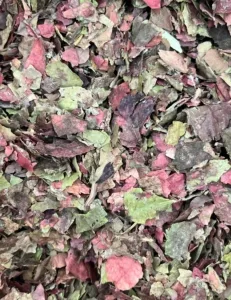 Vigne rouge – Feuilles